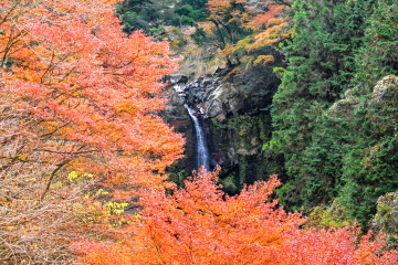 ��I�̑��O����̒��� �x���F�t�������݂��̍g�t�Ɨ��ꗎ�����̕��i