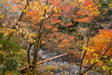 �ꌩ���������낷 ���ӂ̖؁X�̍g�t�ƂƂ��Ɋy���߂�