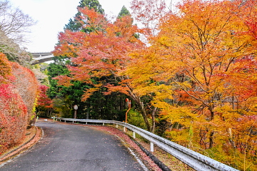 ��I�̑꒓�ԏ�t�� �x���g�t�����؁X���܂��\���Ɋy���߂�