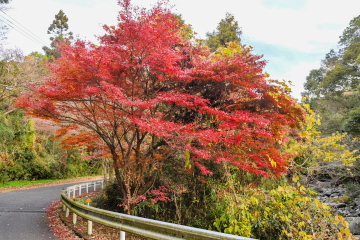 ��I�̑��艺�����̓��H���� �܂��g�t�������Ȗ؂�������