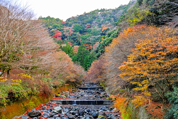 �͎�������̒��� �؁X�̗��t���i��ł���