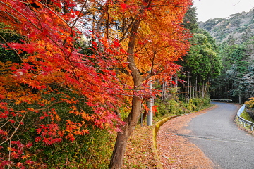 ��I�̑��艺�����̓��H���� �ꕔ�ɂ܂��Y��ɍg�t���Ă���؂�����