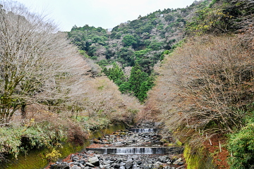 ��I�̑�̉����ɂ���͎����t�� �쉈���̖؁X�͂قڗ��t���ē~�̑�����