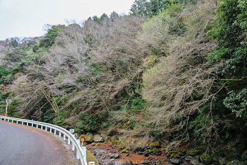 �������̐쉈�� �؁X�͂قڗ��t���Ď₵�����i��