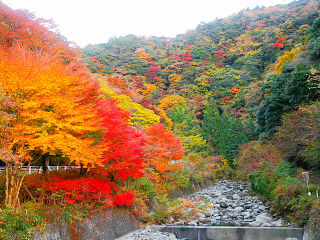 河鹿橋から眺めた紅葉