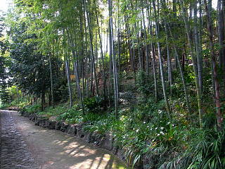 遊歩道と竹林