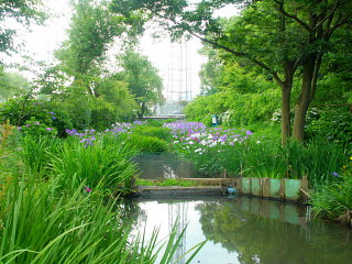 花しょうぶと池の風景