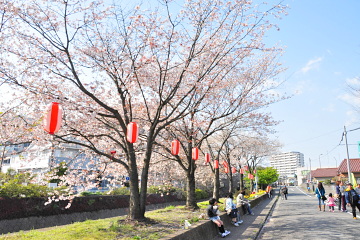 公園に隣接した小潤井川沿いの桜