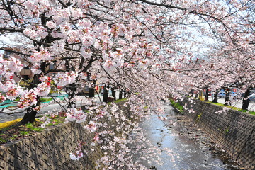 咲き誇る川沿いの桜