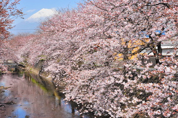 川沿いの桜と富士山の風景