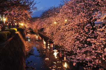 幻想的な夜桜と富士山の風景
