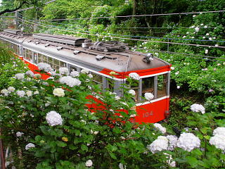 あじさいの花の中を通過していく電車 (写真クリックで連続写真)