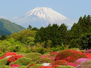 富士山とつつじ