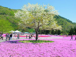 白い花が咲く山桜と地面を覆う芝桜の風景