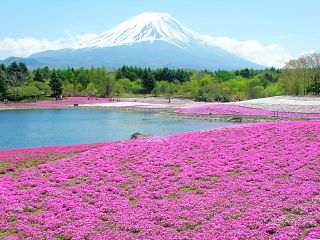 芝桜と富士山の風景が広がる