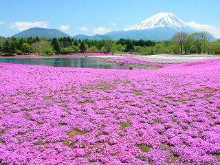 一面に広がる芝桜と富士山・大室山の風景