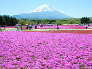濃いピンクの芝桜と富士山の風景