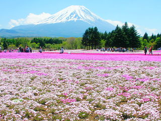 薄ピンクの芝桜と富士山の風景