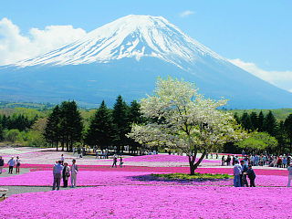 芝桜・山桜・富士山の眺め
