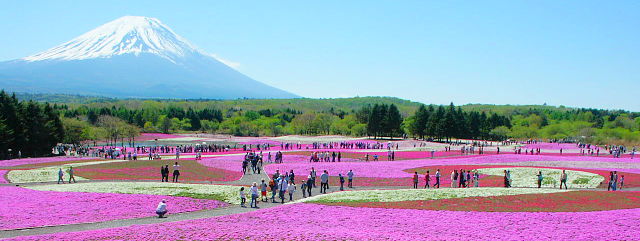 展望台からの富士山と芝桜まつり会場全体の眺め