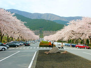 満開となった園内の桜並木