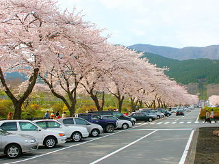 園内の道路沿いに桜並木が続く