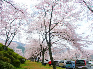 歩道側から桜並木を眺める