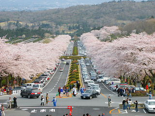 高台から桜並木を見下ろす