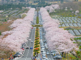さらに高い所から桜並木を見下ろす