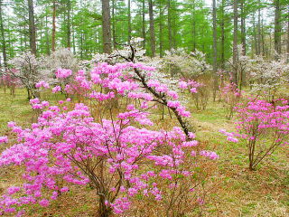 林間に広がるミツバツツジと富士桜