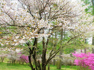 咲き誇る富士桜の花