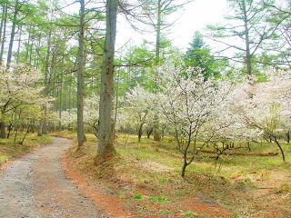 林道沿いに富士桜群落が広がる