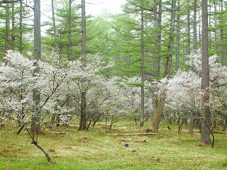 赤松林の下は一面の富士桜群落