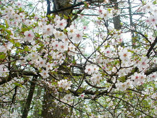 富士桜の花をズームアップ