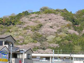 新蒲原駅前から桜を眺める