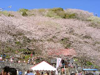 山を覆い尽くす桜の花