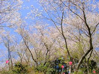 山中の遊歩道から見た桜
