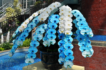 大温室内の青い胡蝶蘭