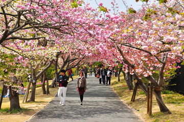 咲き誇るさまざまな品種の桜