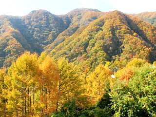 カラマツの黄葉と山々
