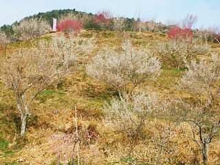 丘陵地に植えられた梅