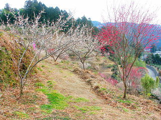 紅白の梅を見ながら遊歩道を散策