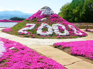 芝桜の富士山 高さは3.776m(1/1000)