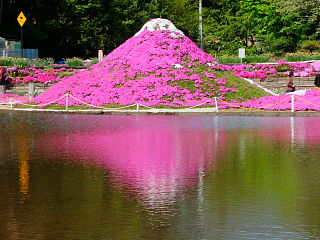 水面に映る芝桜の「逆さ富士」
