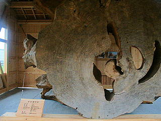 樹齢606年の巨木を展示