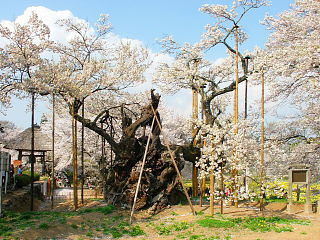 神代桜全景