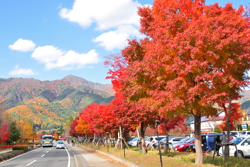 道路沿いのもみじ並木の紅葉