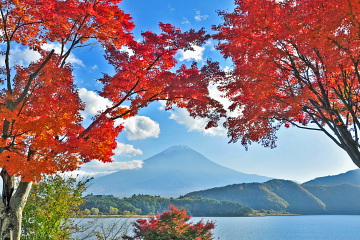 もみじの紅葉と富士山・河口湖の風景