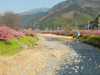 河津川沿いにある桜並木