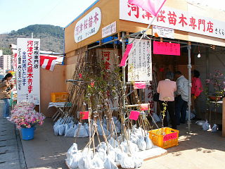 河津桜の苗木も売られている